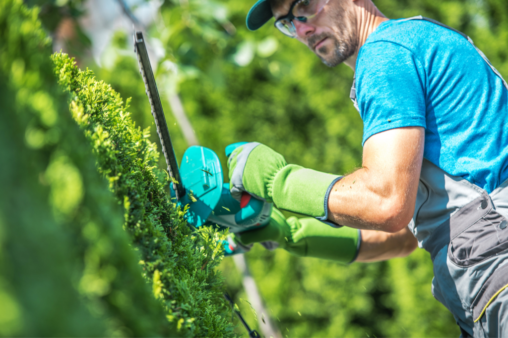 Pruning Trees, Shrubs, and Perennials for Healthy Growth