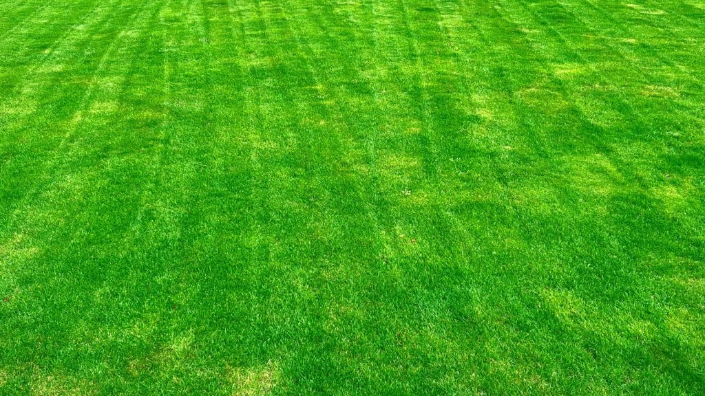 Mowing & Edging 1