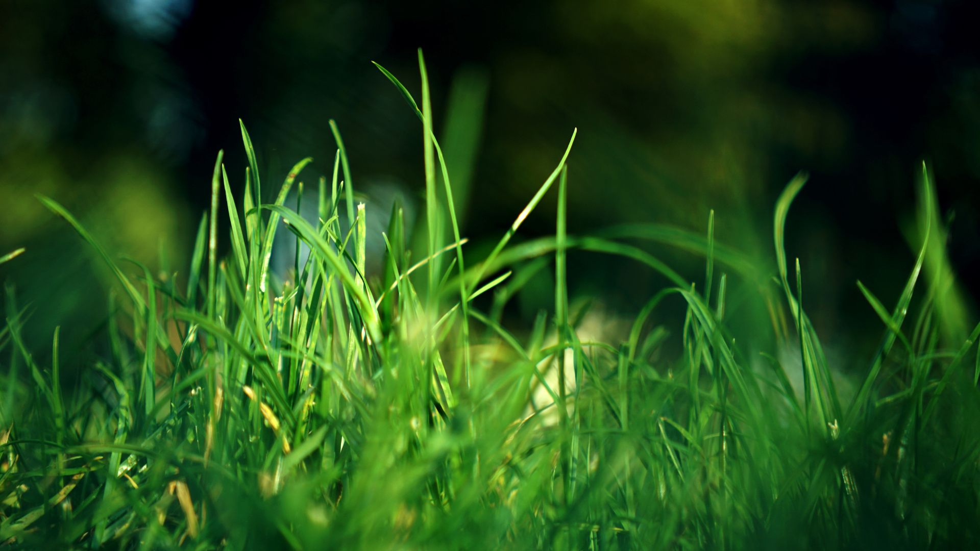 Mowing & Edging 2 lawn care