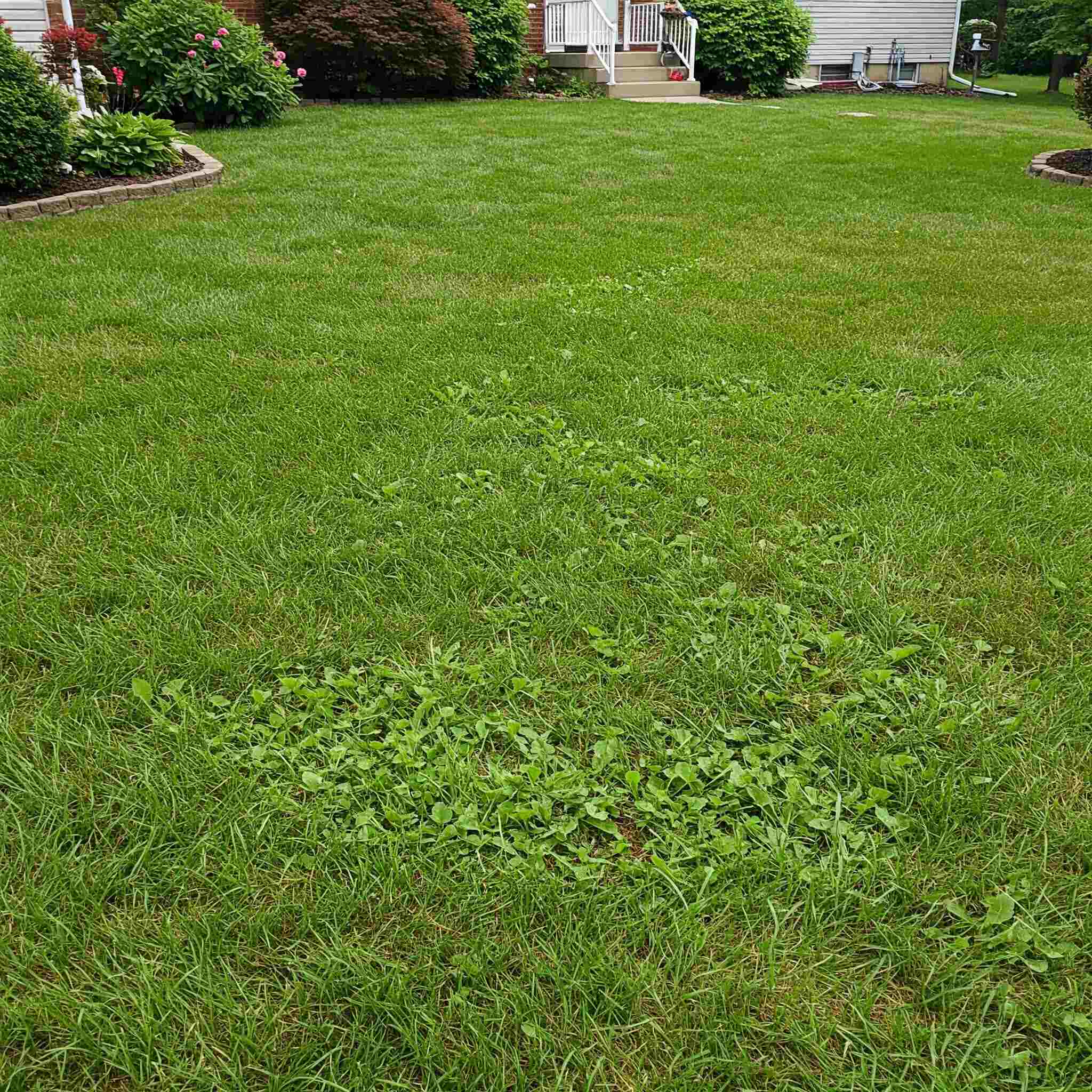 Target Existing Weeds with Post-Emergent-compressed Target Existing Weeds with Post-Emergent