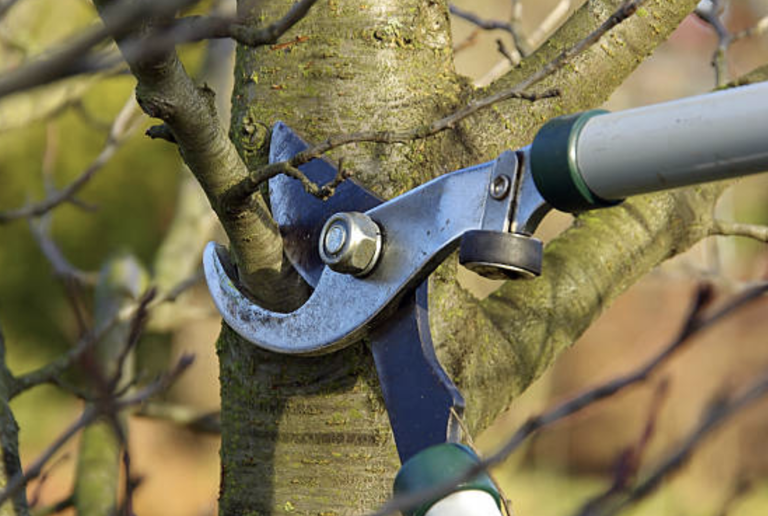 Tree Pruning