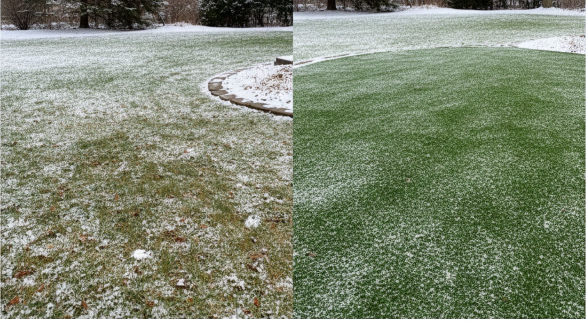 Lawn comparison showing winter prep results for spring.